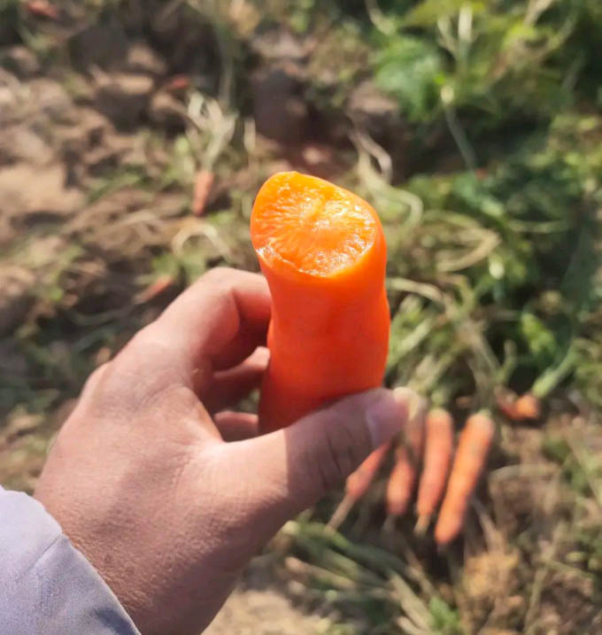 三红胡萝卜