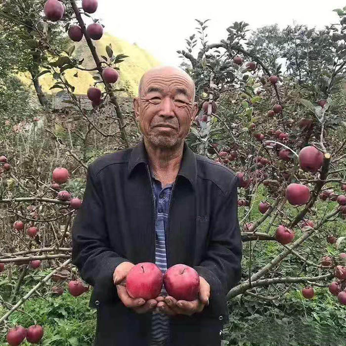 甘肃花牛苹果