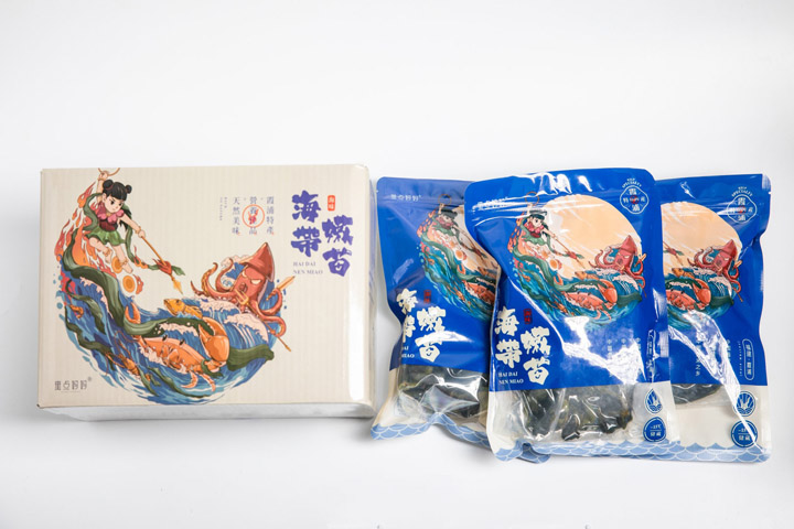 福建霞浦海带嫩苗