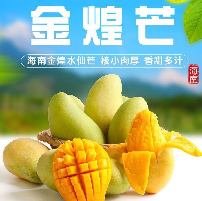 海南金煌芒