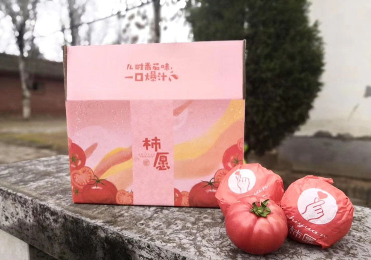 普罗旺斯西红柿 柿愿