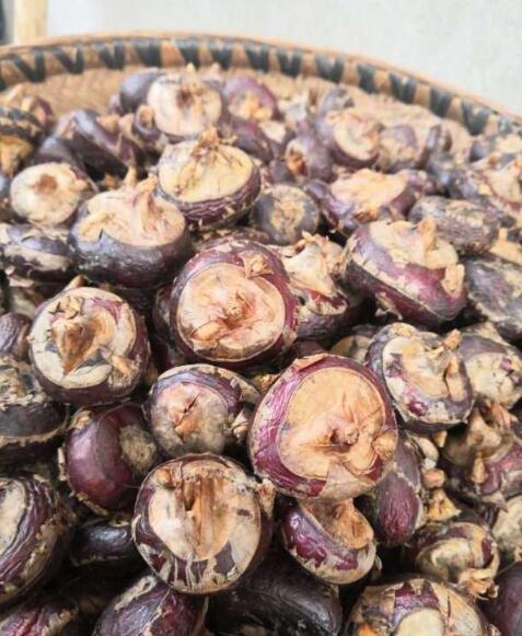 新鲜马蹄50万斤