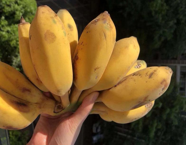 广东高州苹果蕉