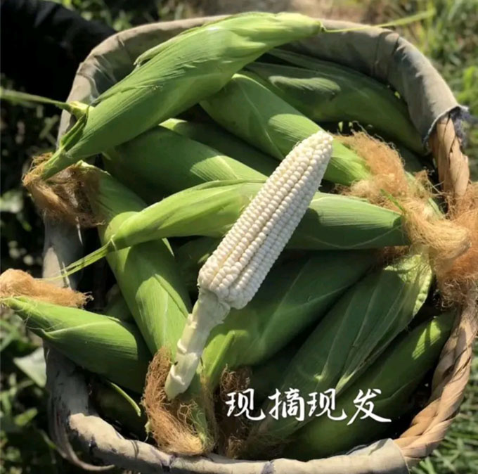攀枝花露天糯玉米牛奶玉米