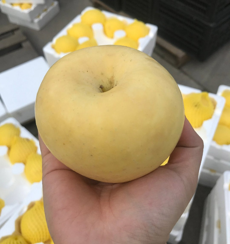 烟台黄金富士苹果