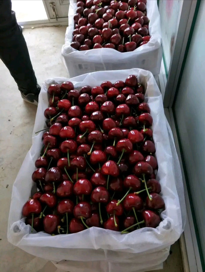 大连美早樱桃 产地直发