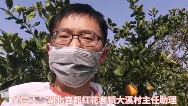 伦晚脐橙