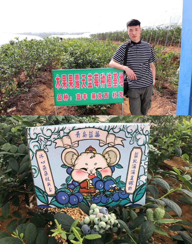 青岛蓝莓