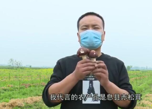 息县赤松茸