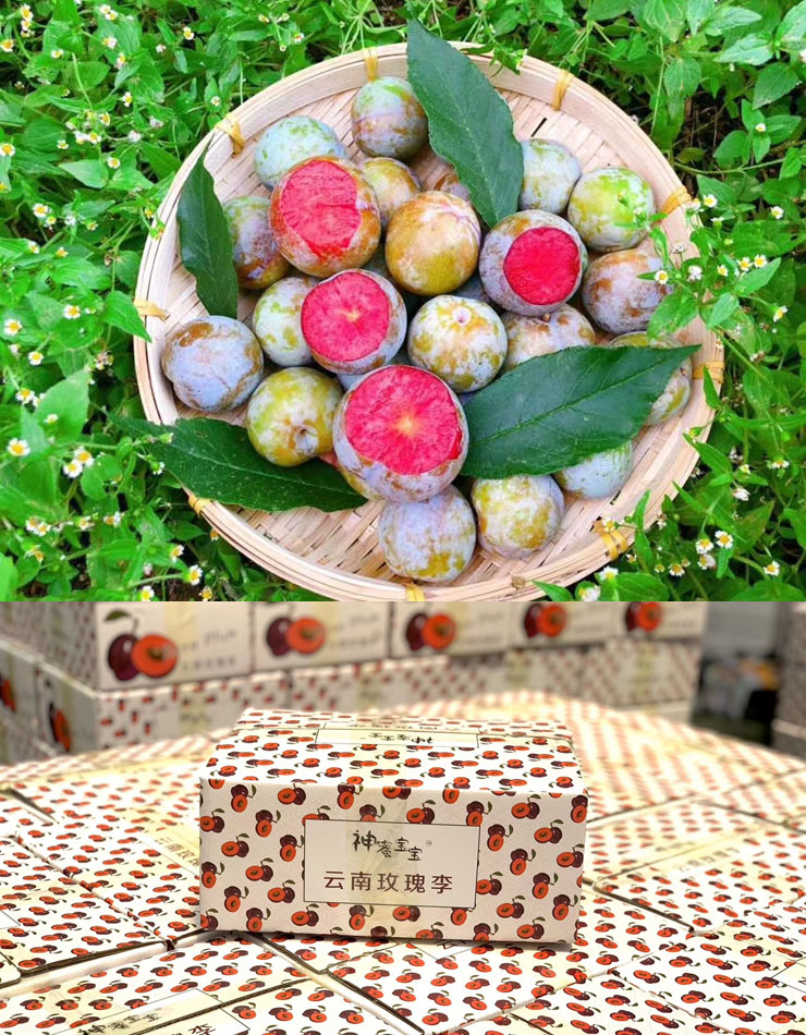 云南玫瑰李 神蜜宝宝