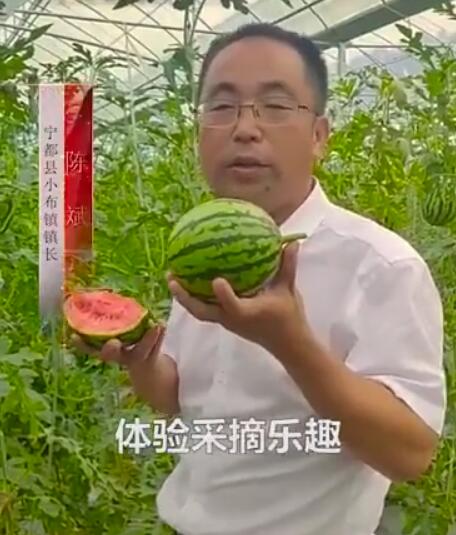小布西瓜