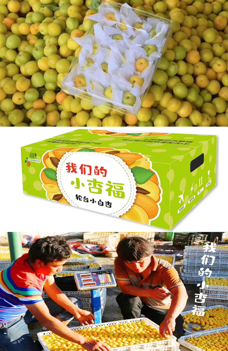 新疆轮台小白杏