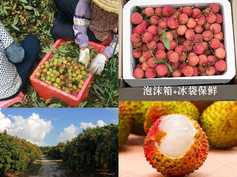 阳江妃子笑荔枝