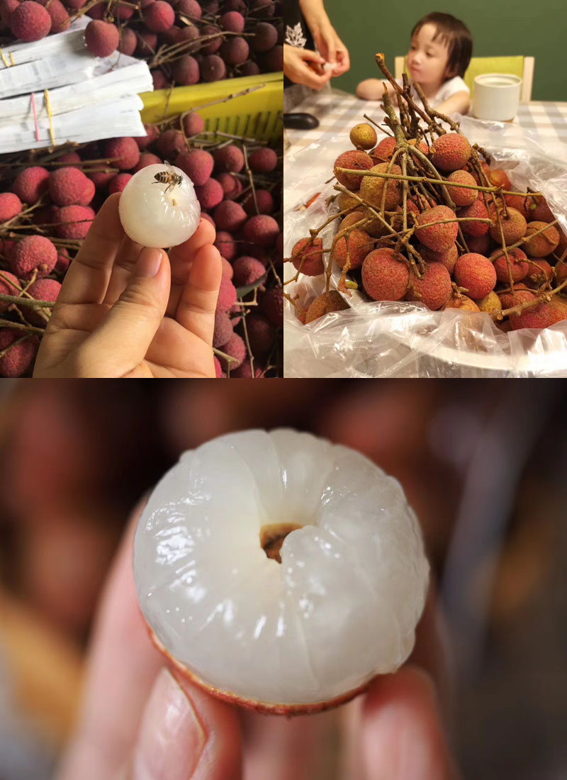 福建乌叶荔枝