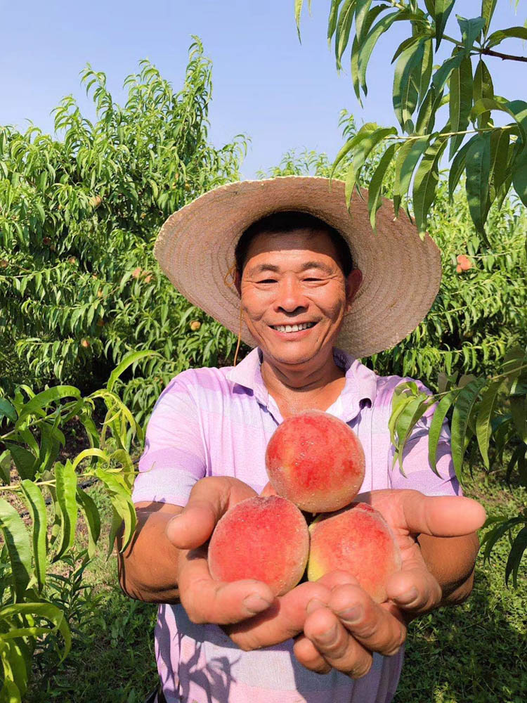 放牛小二枣阳桃