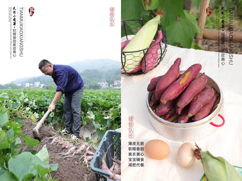 临安天目山富硒小香薯