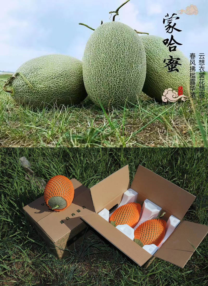 内蒙古蒙哈蜜·晓蜜