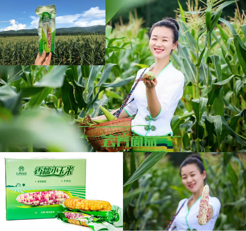 西双版纳香糯小玉米