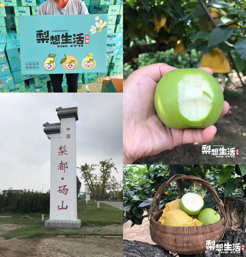 砀山翠玉蜜梨20200708