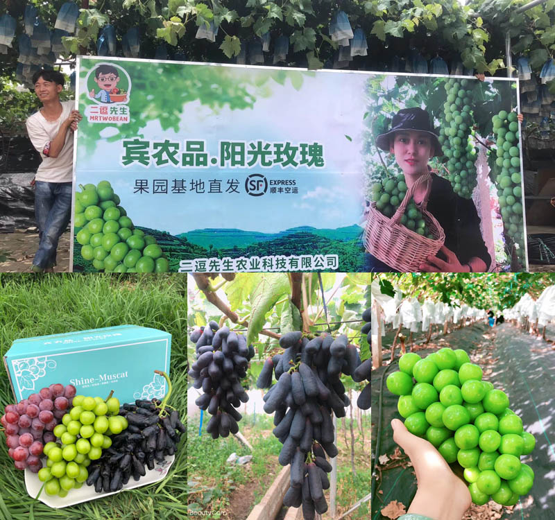 大理宾川葡萄