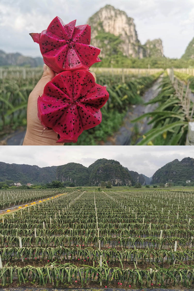 广西红心火龙果
