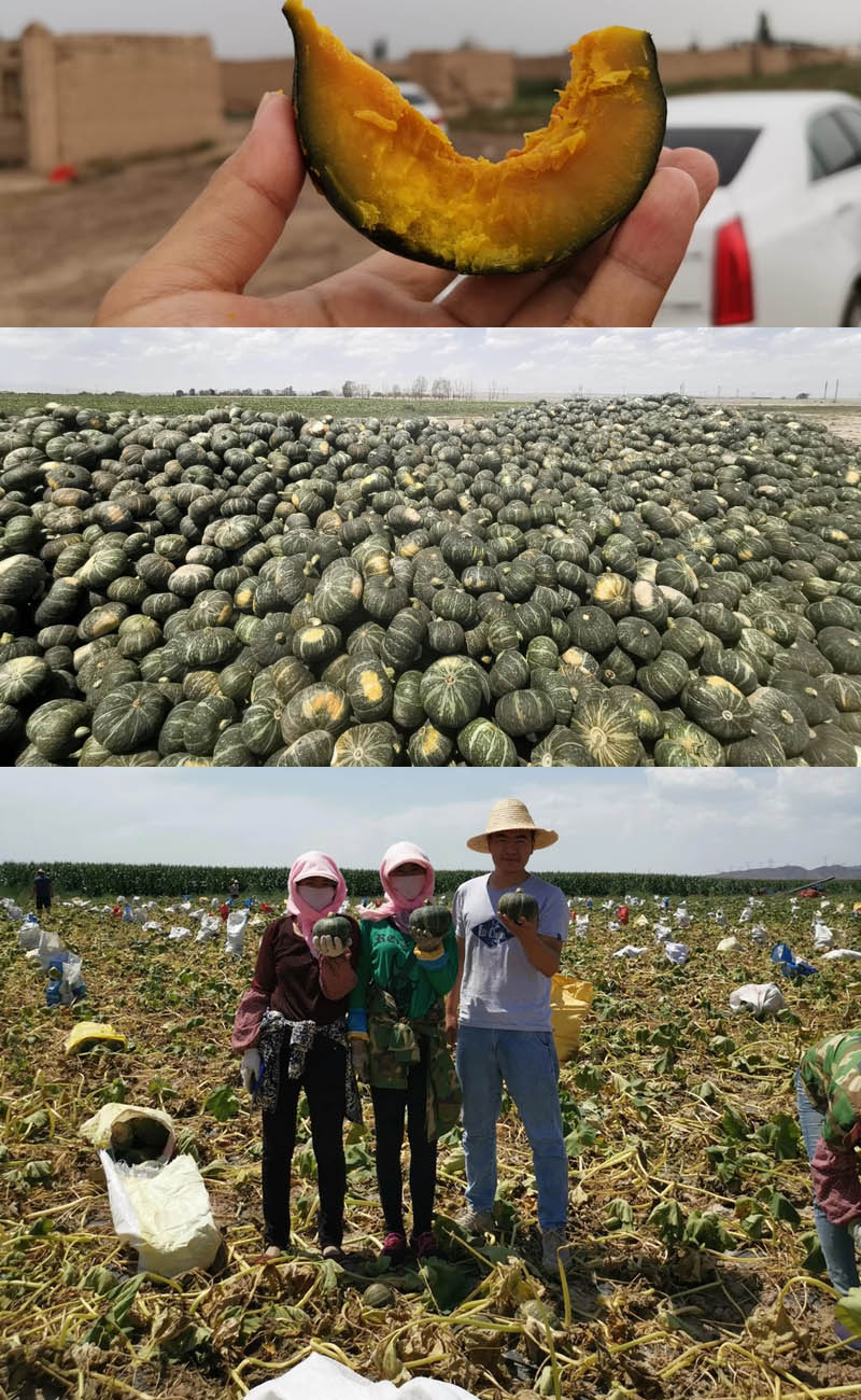 甘肃沙漠南瓜