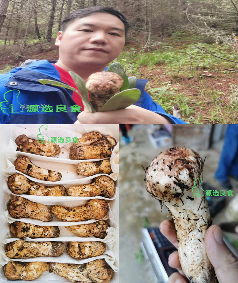 香格里拉松茸季 源选良食