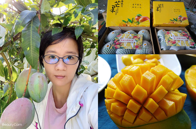 攀枝花精品凯特芒果