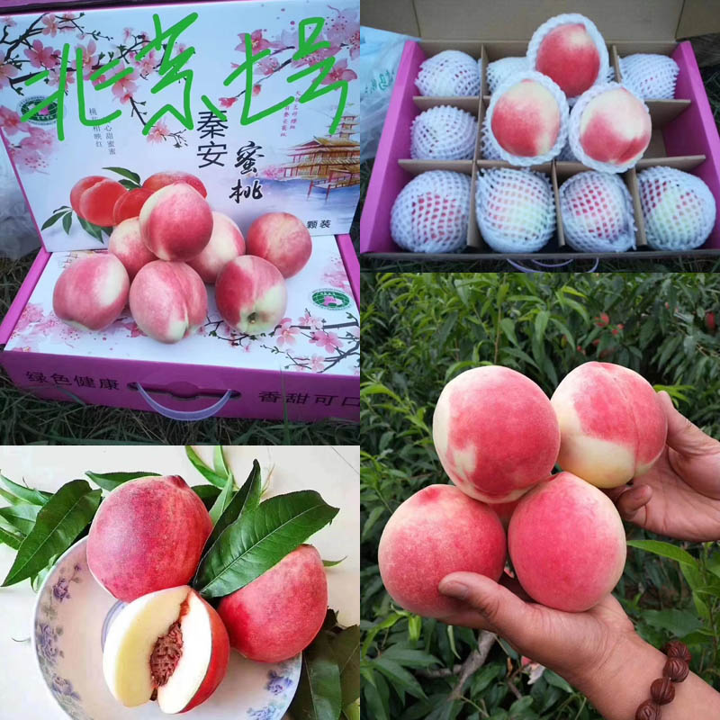甘肃秦安 北京七号蜜桃