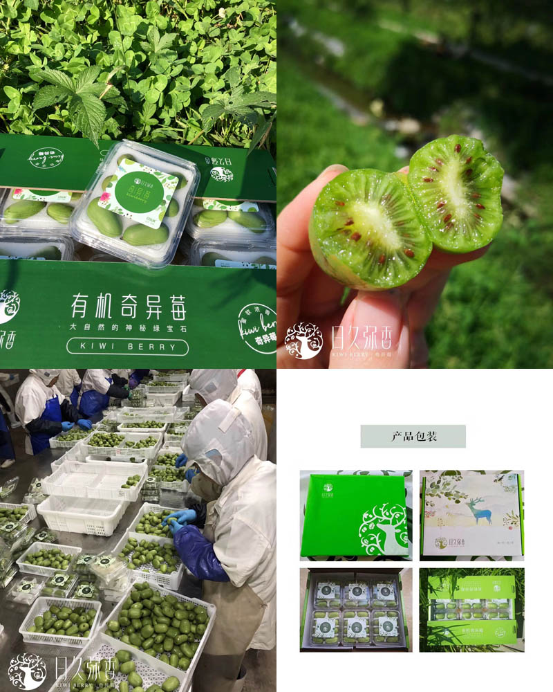 辽宁丹东奇异莓