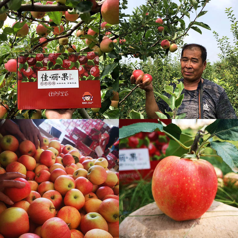 太行山佳丽小苹果