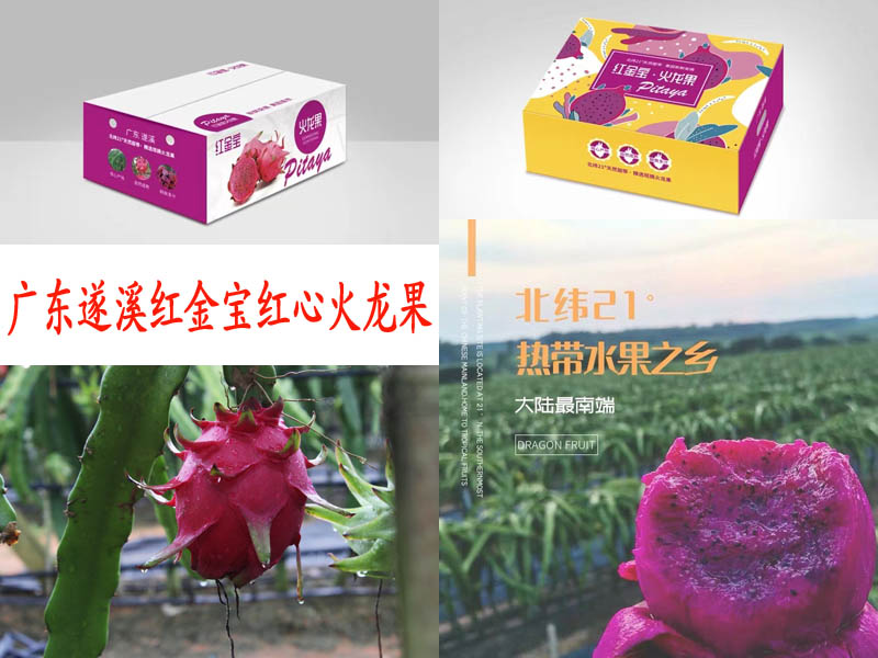 广东遂溪红金宝红心火龙果2020918