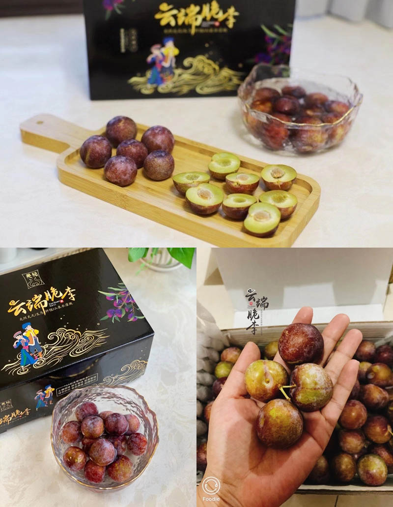 羌秘·云端脆李