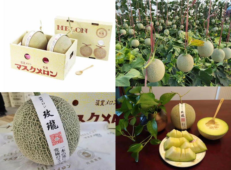 玫珑 冰淇淋网纹瓜2020921