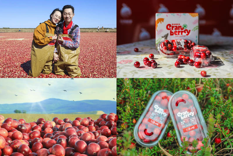 红海小镇®蔓越莓鲜果