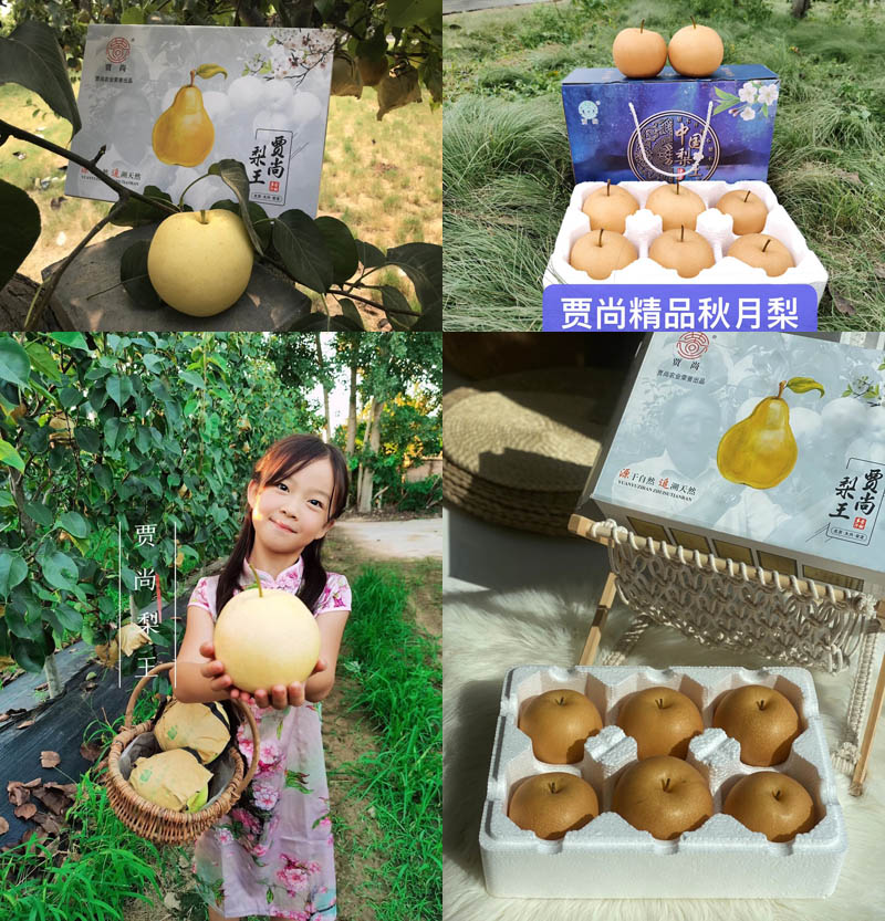 精品秋月梨 贾尚梨王