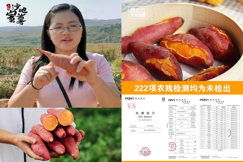 西瓜红沙地蜜薯20201021