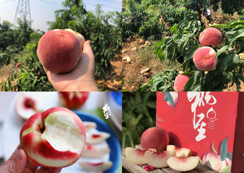山东脆甜蜜桃 桃至