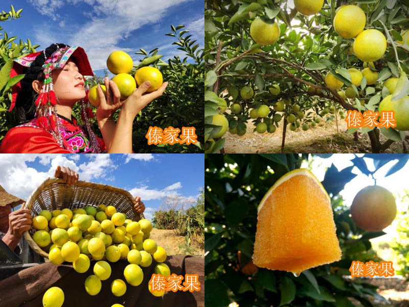 傣家果青蜜橙