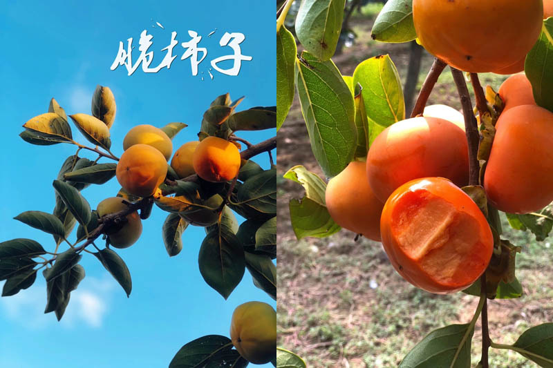 陕西秦岭水果脆柿子