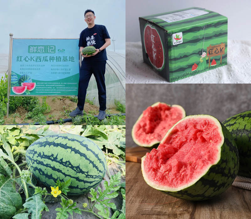 红心K西瓜 秋季瓜