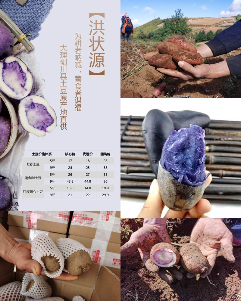 云南高原土豆 洪状源20201121