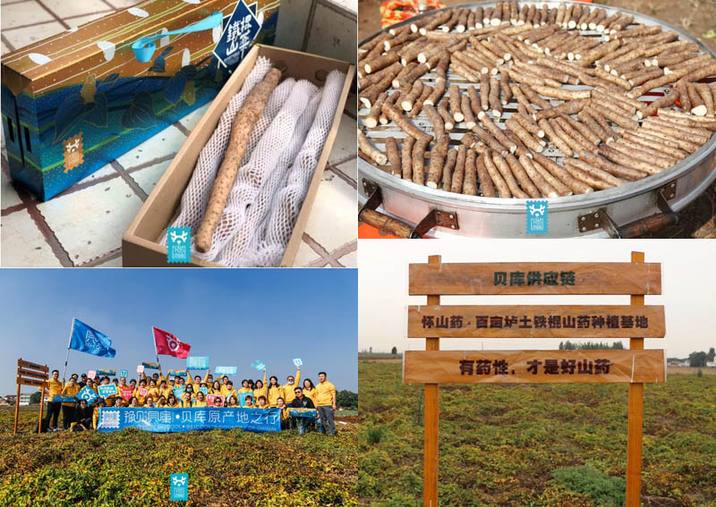 小鹿懒懒铁棍山药20201128