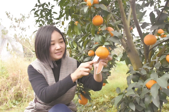 刘书伶正在了解水果长势20201104