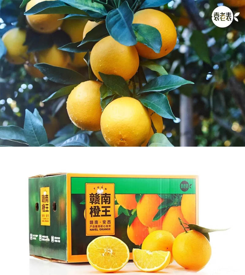 水果中/赣南安西脐橙 赣南橙王20201224