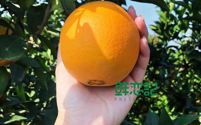 水果中/鲜恋记赣南脐橙20201223