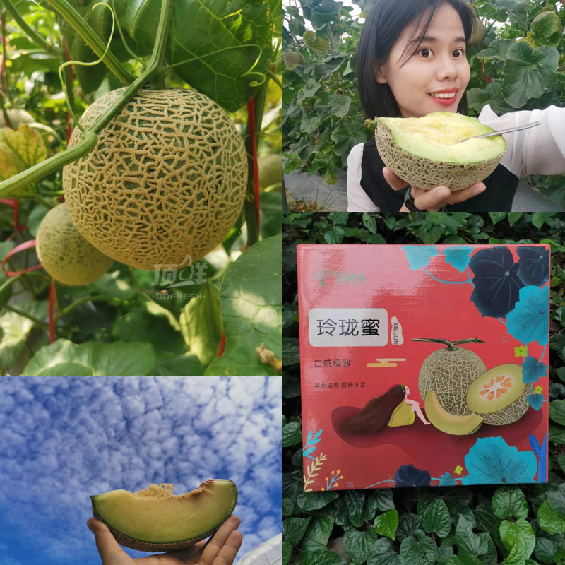 顶鲜/乐鲜派海南玫珑瓜20210106