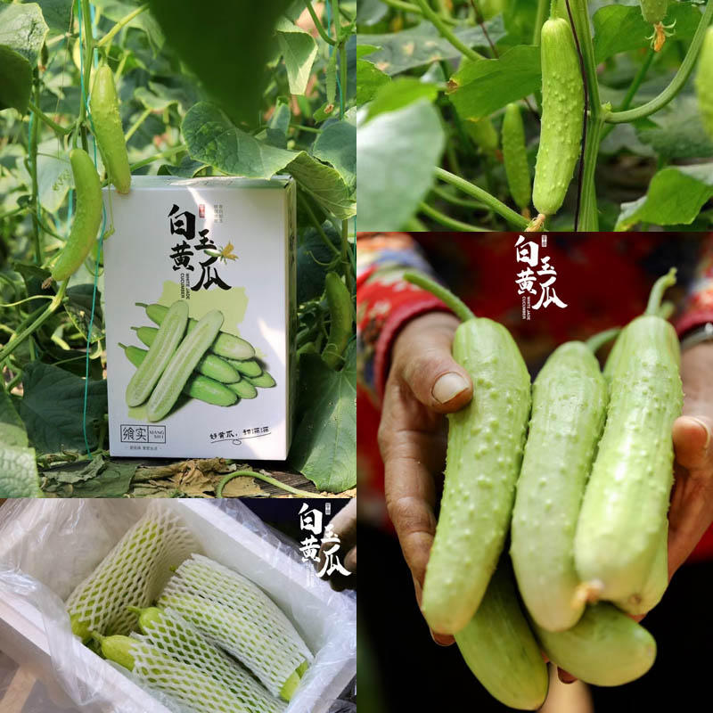 飨实牛奶白玉黄瓜20210225