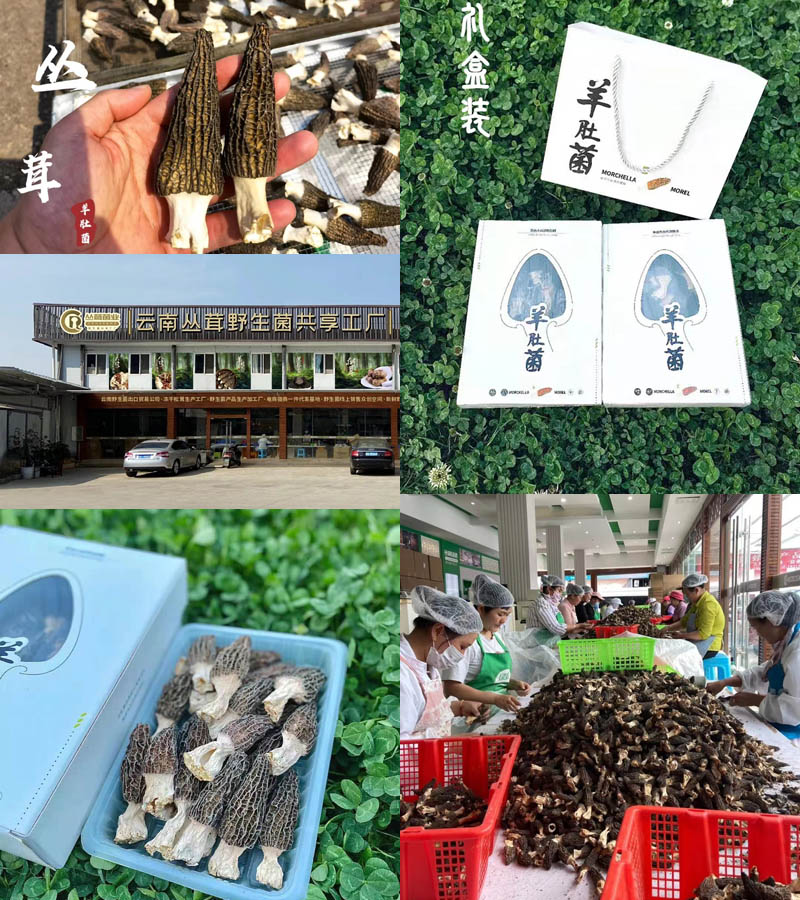 云南羊肚菌精品干货20210421