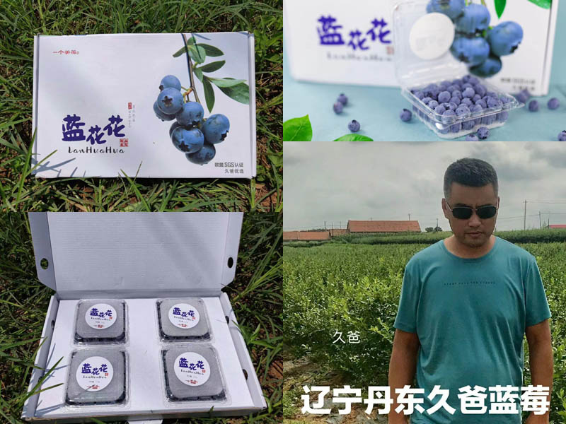 丹东蓝莓 蓝花花蓝莓20210421